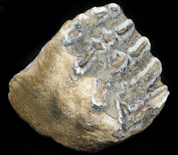 Partial, Southern Mammoth Molar - Hungary #45558